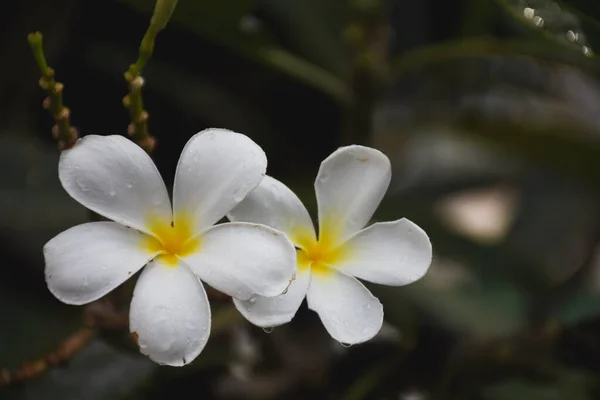 Śliwkowe Kwiaty Ciemnozielonym Tle Liści — Zdjęcie stockowe