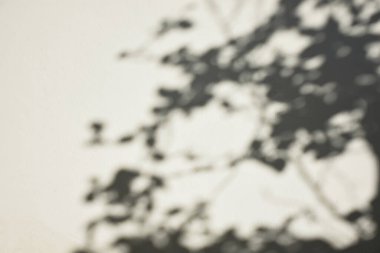 Ormanda parlayan güneşin gölgesi