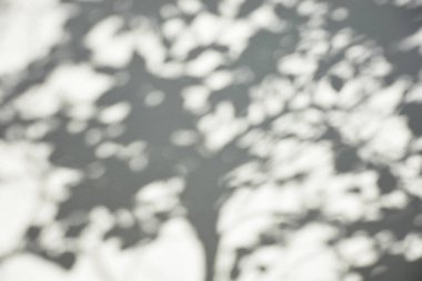 Ormanda parlayan güneşin gölgesi