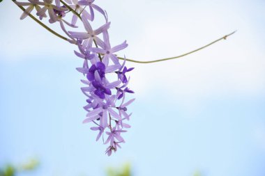 Bahçedeki bir ağaçta mor buket. Mesaj için yer var..