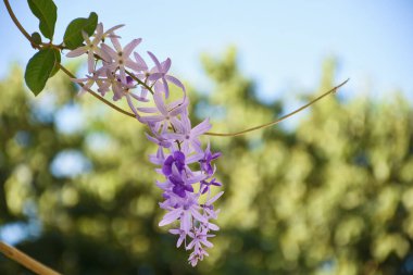 Bahçedeki bir ağaçta mor buket. Mesaj için yer var..