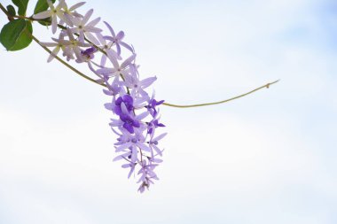 Bahçedeki bir ağaçta mor buket. Mesaj için yer var..