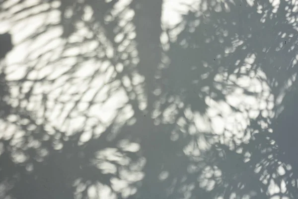 Sombra Sol Brilhando Através Madeira — Fotografia de Stock