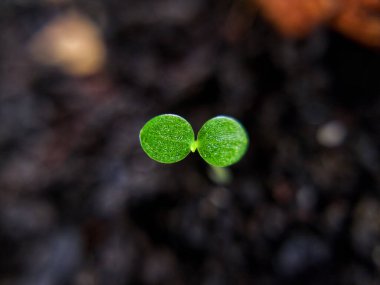bebek yeşil fidan ağacı siyah küf üzerinde, yaprak üzerinde odaklan