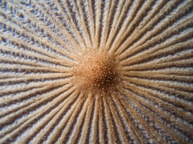 Mantarlar tam çiçeklenmiş, yukarıdan bak, makro, kapat.