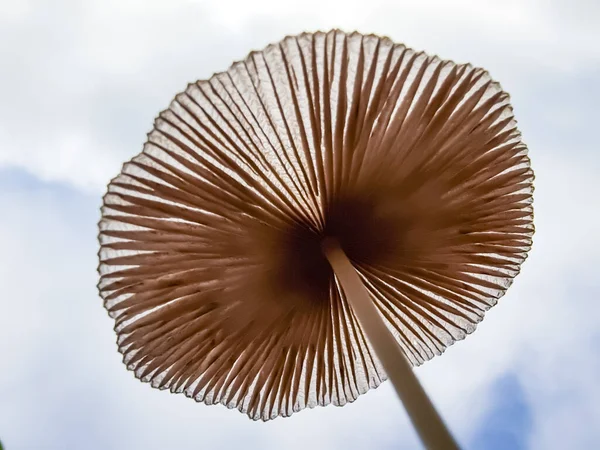 褐色的大蘑菇 从下面看 在天空的背景下 — 图库照片