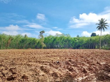 boş arazi tarlaları. Bir bahçe dikmeye hazırlanıyorum. Toprağın etrafında ağaçlar var ve gökyüzü görülebilir..