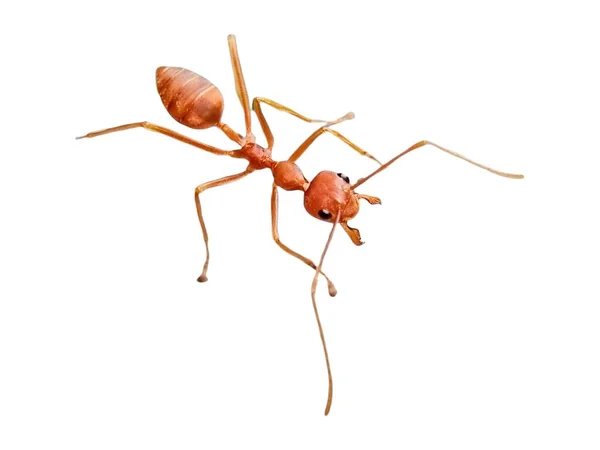 Mrówka Tkaczka Oecophylla Smaragdina Fabricius Białe Tło Odizolowany Wytnij — Zdjęcie stockowe