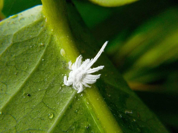 Mehlwanze Blattläuse Auf Einem Grünen Blatt Nahaufnahme Makro lizenzfreie Stockbilder