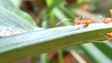 Sabahları yaprakların üzerinde yürüyen ve yiyecek arayan karınca dokunaçlarına ve burunlarına dokunmayı sever..