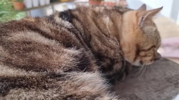 Traditionell Thailändsk Katt Ligger Trästol Framför Balkongen Morgonen — Stockvideo