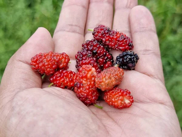 Handhållna Mullbär Grönt Gräs Bakgrund — Stockfoto