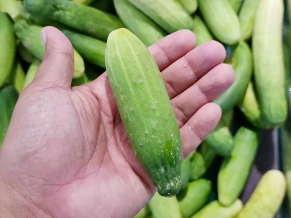 Salatalık bir sebzedir. Yemek ve şifalı otlar için