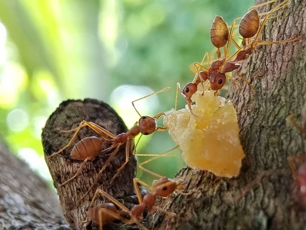 蚂蚁携带食物并将其储存在巢中 — 图库照片