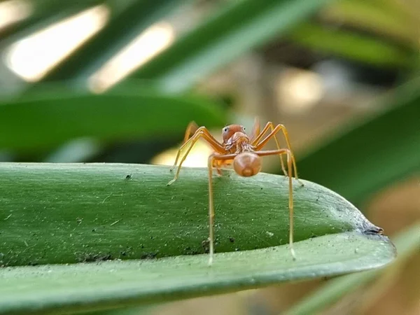 개미는 먹이를 가지고 둥지에 — 스톡 사진