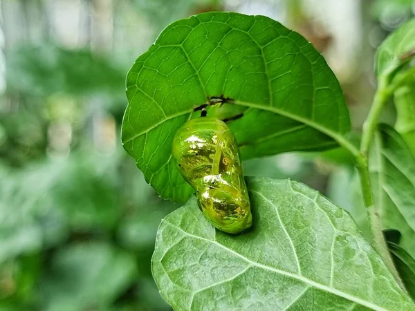 Chrysalis Butterfly Glänsande Gyllene Hängande Ett Blad Med Natur Bakgrund — Stockfoto