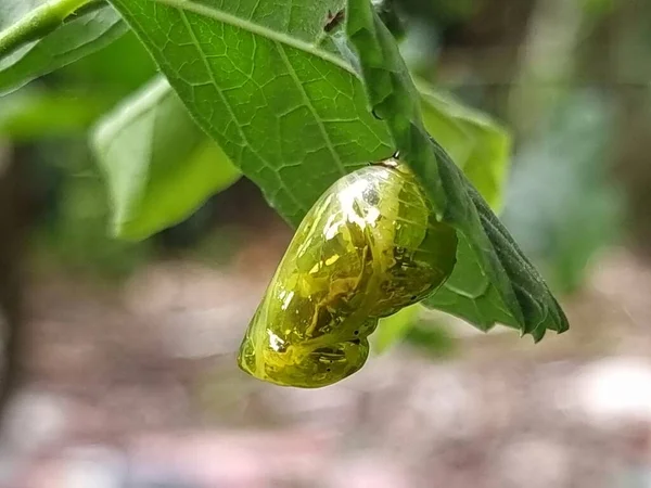 Chrysalis Butterfly Glänsande Gyllene Hängande Ett Blad Med Natur Bakgrund — Stockfoto