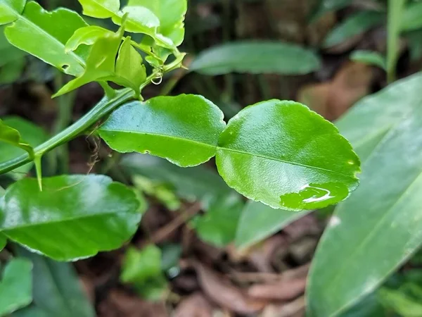 Hojas Lima Bergamota Verde Fresco Árbol —  Fotos de Stock