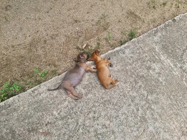 Две Собаки Спят Обочине Дороги Храме Таиланде — стоковое фото