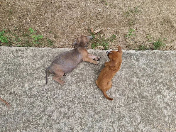 Zwei Hunde Schlafen Straßenrand Einem Tempel Thailand — Stockfoto