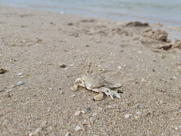 傍晚时分 在泰国宗喀拉的安达曼海 鬼蟹在沙滩上伪装 — 图库照片
