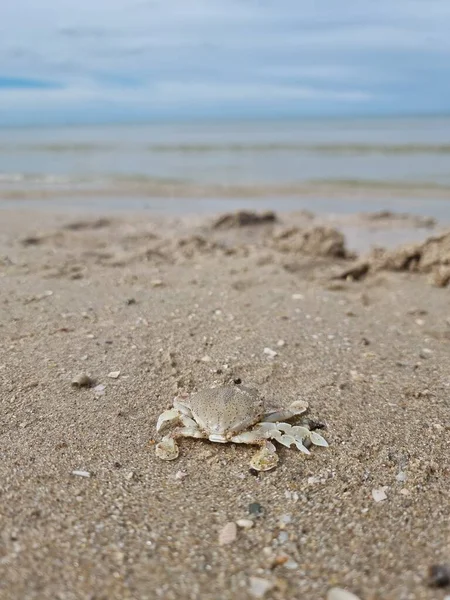 傍晚时分 在泰国宗喀拉的安达曼海 鬼蟹在沙滩上伪装 — 图库照片