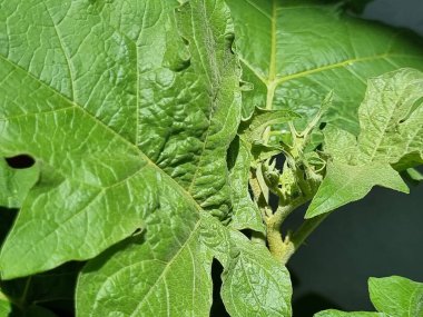 Patlıcan yaprakları yakın.