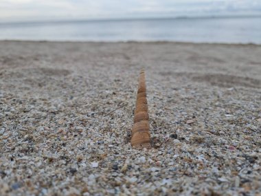 Kabukları kum plaj.