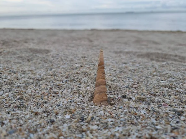 贝壳在海滩上的沙 — 图库照片