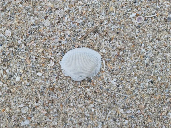 Mušle Písku Pláži — Stock fotografie