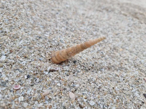 Shells Sand Beach — Stock Photo, Image