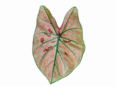 Caladium 'un renkleriyle dolu arka plan. Renkli Süslü Yaprak Caladium, noktalı renk yaprağı, yaprak rengi. Fancy Leaved Caladium.