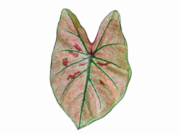 カラフルなカラジウムの背景を残します ファンシーのカラフルな葉のカラフルな ドットカラーの葉 葉のカラフルです ファンシー リーヴド カラディウム — ストック写真