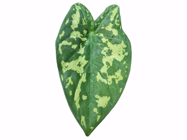 Колір Каладіуму Залишає Тло Колір Fancy Leaved Caladium Точковий Кольоровий — стокове фото