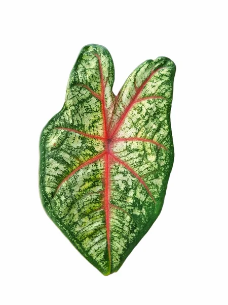 Berwarna Caladium Meninggalkan Latar Belakang Berwarna Fancy Berdaun Caladium Dot — Stok Foto