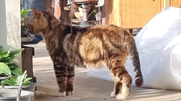 泰国的家猫在水壶里喝水 清洁毛皮 猫舔毛 — 图库视频影像