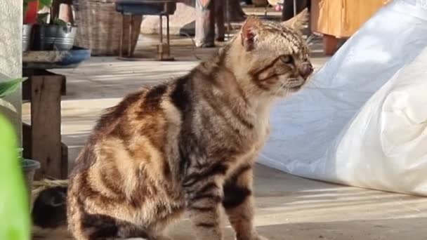 泰国的家猫在水壶里喝水 清洁毛皮 猫舔毛 — 图库视频影像