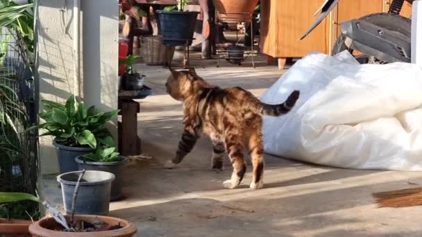 Tayland Evcil Kedisi Tencerede Yiyor Kürkünü Temizliyor Kedi Kürk Yalıyor — Stok video