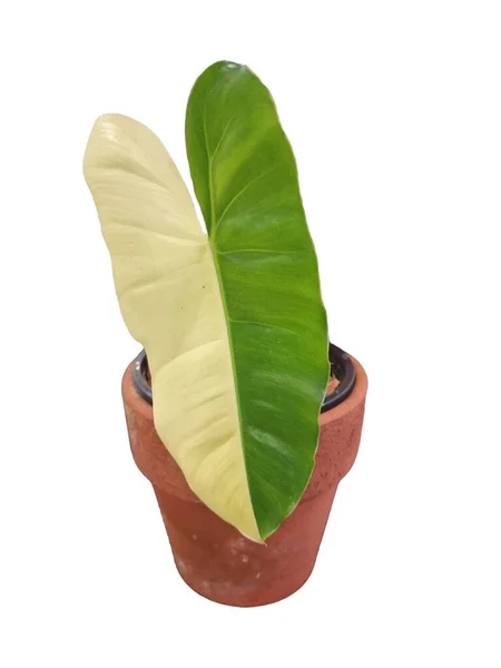 Feuille Panachée Philodendron Isoler Fond Blanc — Photo
