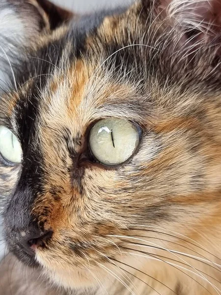 Close Thai Furry Cat Face Eyes — Stock Photo, Image