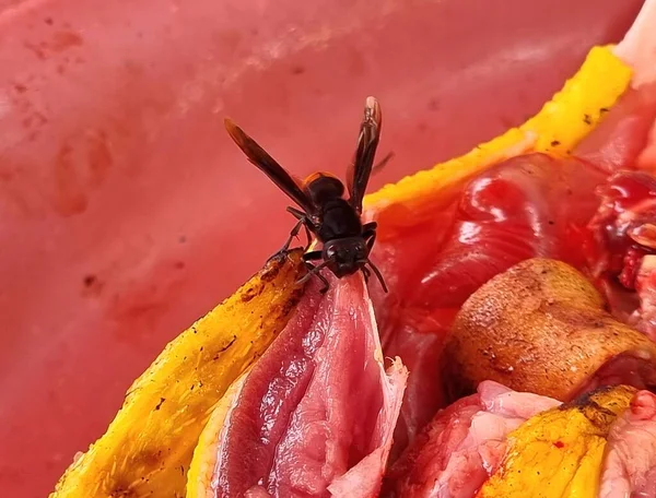 Las Avispas Roen Carne Fresca Una Carnicería Mercado Húmedo Tailandia —  Fotos de Stock