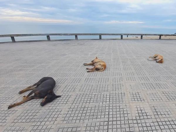 Tre Cani Che Prendono Sole Sui Sentieri Sulla Spiaggia Sul — Foto Stock