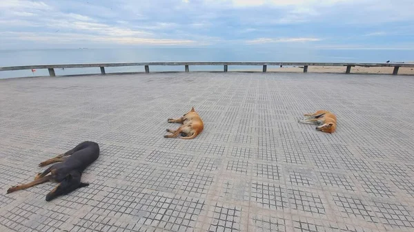 Trzy Psy Opalające Się Pieszych Ścieżkach Plaży Morzu — Zdjęcie stockowe