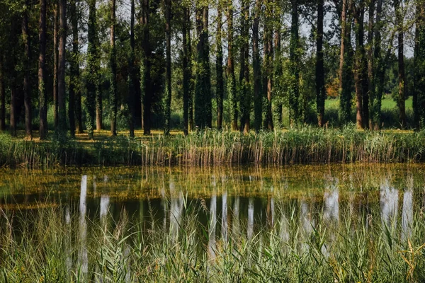 Sudaki yansıma ağaçlarının manzarası. Nehre bir orman yansıyor. 