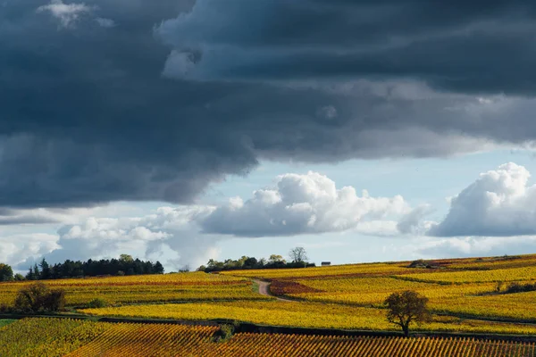 Schilderachtig Uitzicht Wijngaarden Herfst Landschap Van Wijnmakerij Herfst — Stockfoto