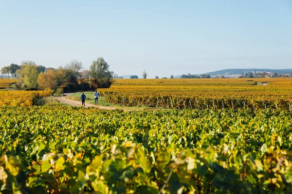 Vista Panorâmica Corredores Meio Vinhas Durante Outono — Fotografia de Stock