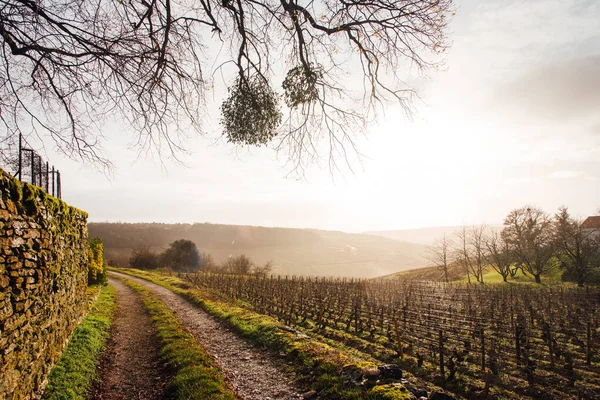 Scenic View Country Road Amidst Vineyard Winter — Fotografia de Stock