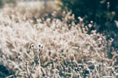 Donmuş çimenlerin üzerindeki donmuş çiçeğe yaklaş
