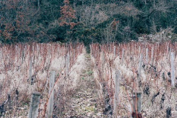 Vista Panorâmica Das Vinhas Abandonadas Durante Inverno — Fotografia de Stock