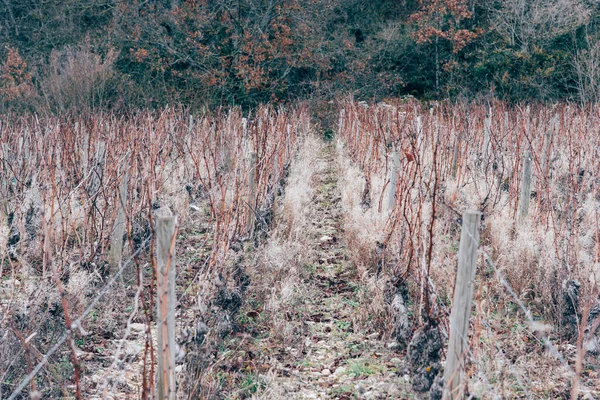 Malebný Pohled Opuštěné Vinice Zimě — Stock fotografie